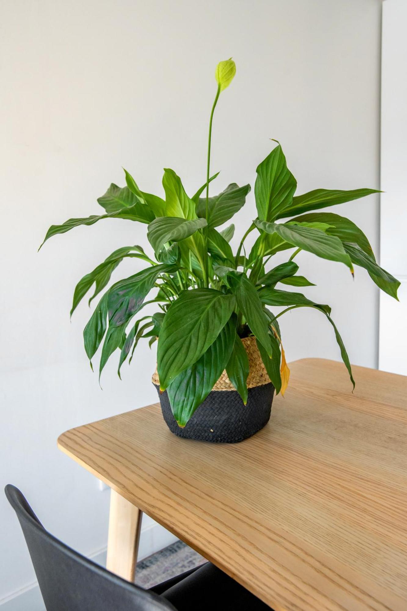 Bright Apartment In リスボン エクステリア 写真